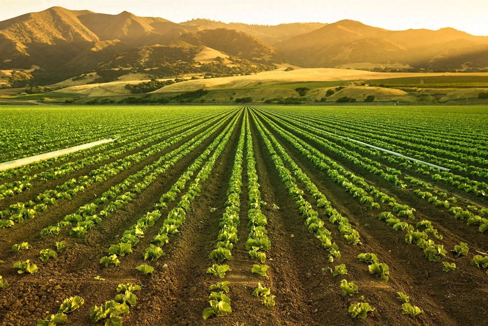 Agriculture